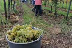 Lehrausgang zum Weingut Taufratzhofer